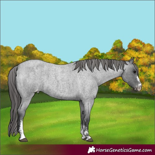 Horse Color:Blue Roan Sabino Varnish