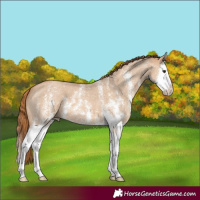 Horse Color:Red Dun Sabino Splash 