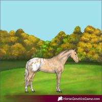 Horse Color:Palomino Dun Appaloosa 