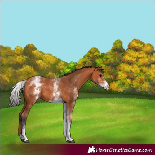 Horse Color:White Spotted Bay 