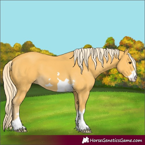 Horse Color:Unknown 