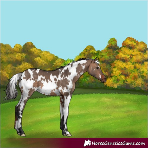 Horse Color:White Spotted Bay Dun 