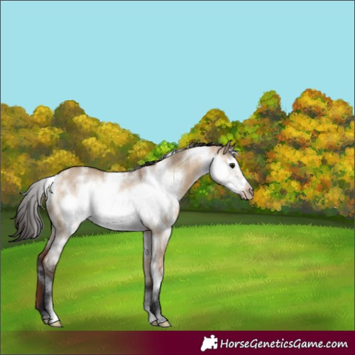 Horse Color:White Spotted Bay Dun Frame 