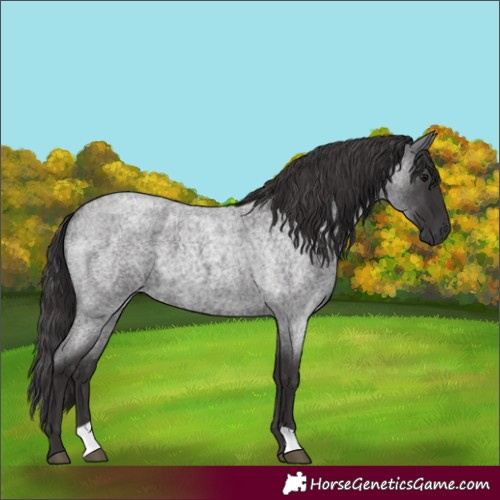 Horse Color:Smoky Blue Roan 