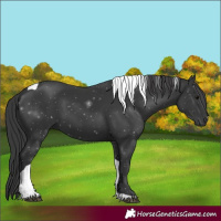 Horse Color:Black Tobiano 
