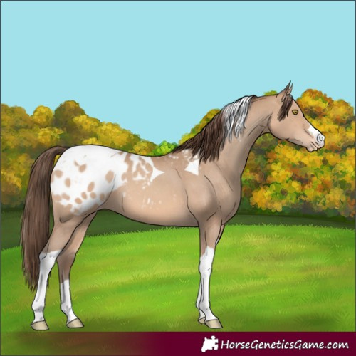 Horse Color:Amber Champagne Tobiano Blanket