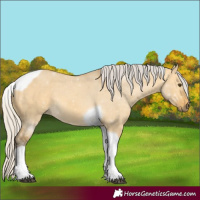 Horse Color:Silver Buckskin Dun Tobiano 