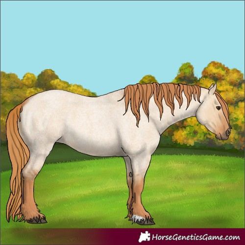 Horse Color:Red Dun Roan 