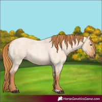 Horse Color:Red Dun Roan 