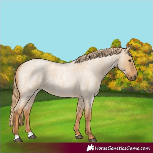 Horse Color:Red Dun Roan 