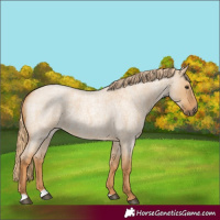 Horse Color:Red Dun Roan 