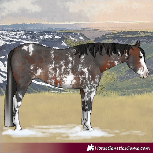 Horse Color:Bay Sabino Splash Varnish  and Gray Bay Sabino Splash Varnish 