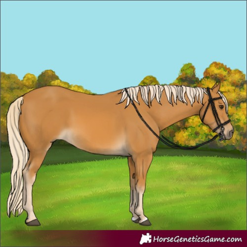 Horse Color:Palomino 