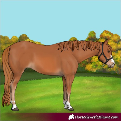 Horse Color:Chestnut 
