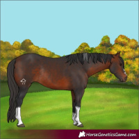 Horse Color:Bay Tobiano Rabicano 