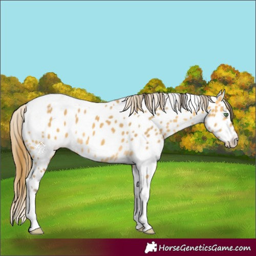 Horse Color:Amber Cream Champagne Tobiano Near Leopard