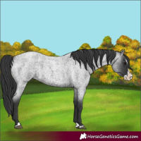 Horse Color:Blue Roan Splash 