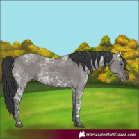 Horse Color:Grullo Ice 