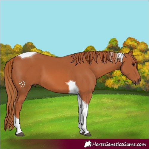 Horse Color:Chestnut Tobiano