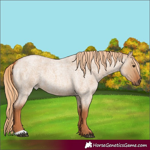 Horse Color:Red Dun Roan 