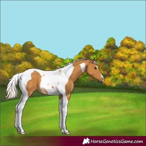 Horse Color:Palomino Tobiano 