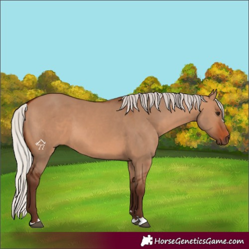Horse Color:Silver Brown Dun 