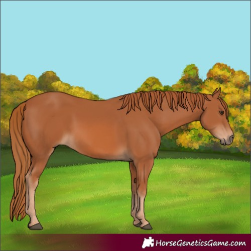 Horse Color:Chestnut 