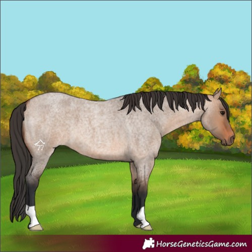 Horse Color:Bay Roan Dun 