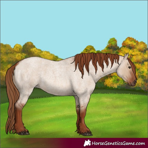 Horse Color:Red Dun Roan 