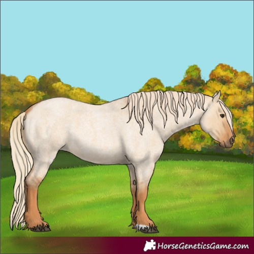 Horse Color:Red Dun Roan