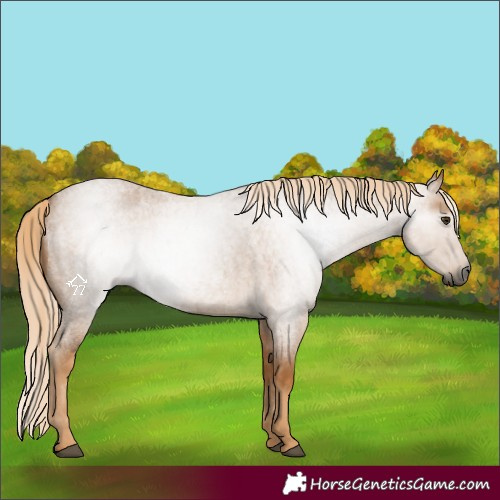 Horse Color:Gray Palomino Roan 