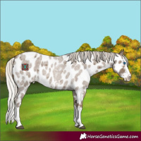 Horse Color:Silver Smoky Blue Roan Sabino Splash Near Leopard 