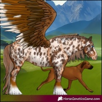 Horse Color:Liver Chestnut Sabino Splash Appaloosa  and Liver Chestnut Sabino Splash Frame Appaloosa 