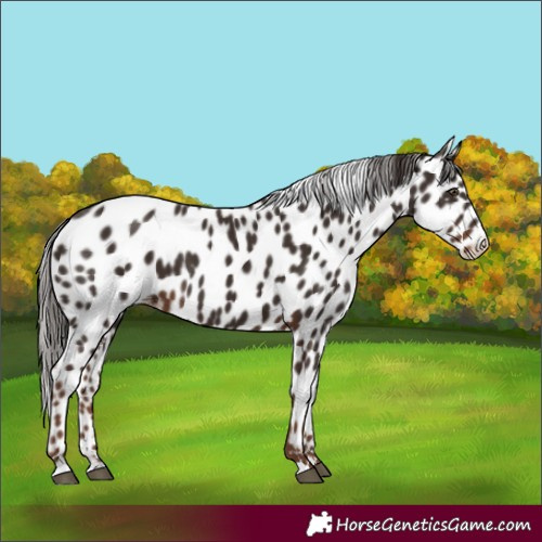 Horse Color:Liver Chestnut Appaloosa 