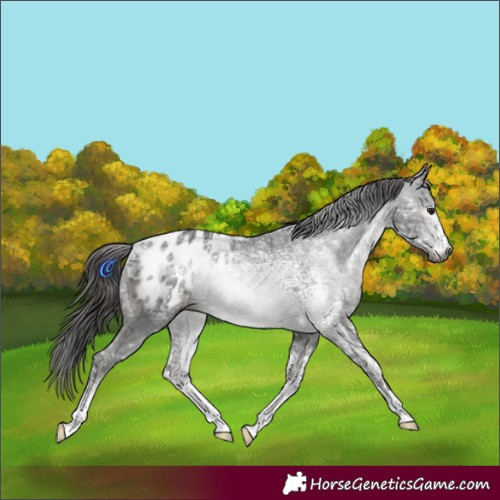 Horse Color:Gray Black Ice Sabino Appaloosa 