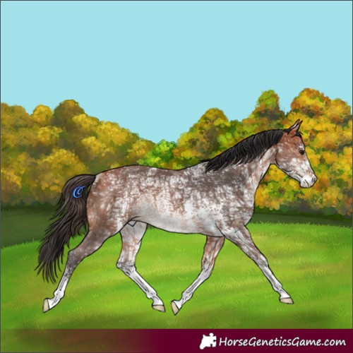 Horse Color:Bay Ice Sabino Rabicano 