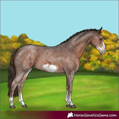 Horse Color:Liver Chestnut Sabino Frame 