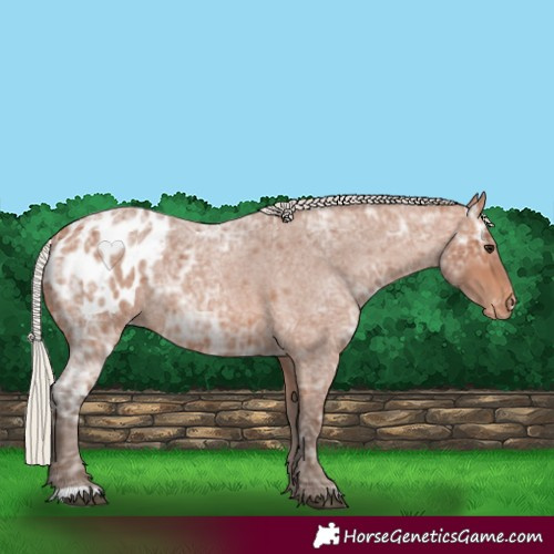 Horse Color:Silver Bay Ice Roan Appaloosa