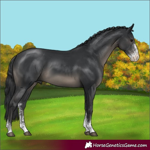 Horse Color:Black Sabino 