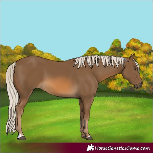 Horse Color:Chocolate Palomino 