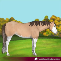 Horse Color:Amber Champagne Splash 