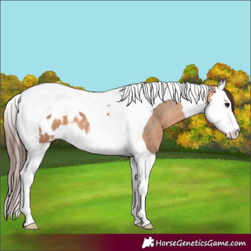 Horse Color:Bay Dun Splash Tobiano Appaloosa