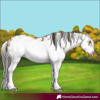 Horse Color:Bay Sabino Splash Frame Blanket 