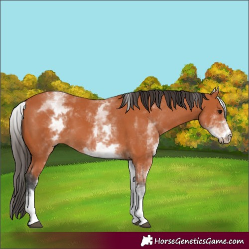 Horse Color:White Spotted Bay 