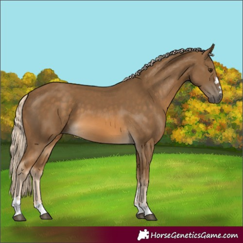 Horse Color:Chocolate Palomino 