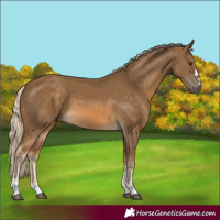 Horse Color:Chocolate Palomino 