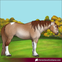 Horse Color:Gray Red Dun Tobiano 