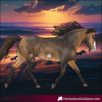 Horse Color:Buckskin Frame