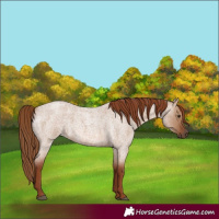 Horse Color:Red Dun Roan