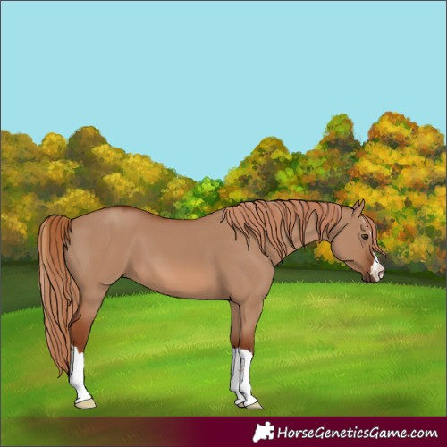 Horse Color:Red Dun 